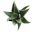 2" Haworthia Herbacia